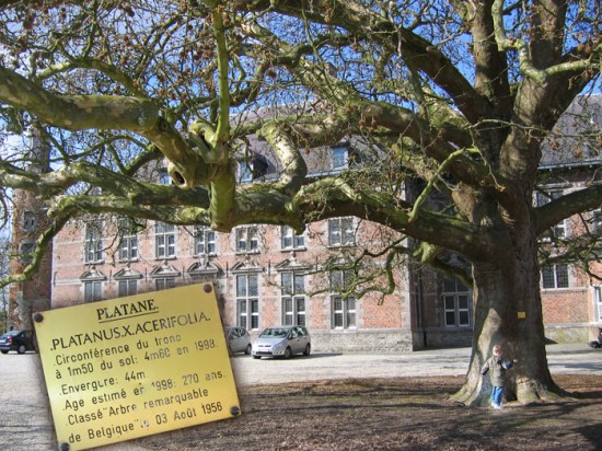 Platane_