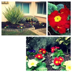 Primevères, primroses