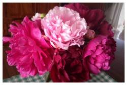 peonies