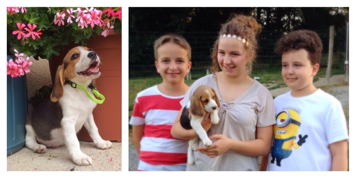 Beagle Puppy, Puppy, Beagle,