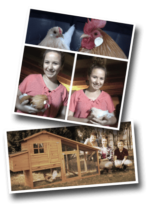 Chicken Coop, Dutch Bantams, Poulailler Nevada, Gamm Vert, Rooster, Hen