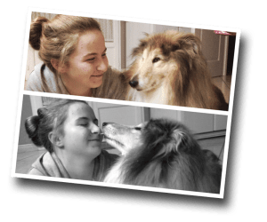 Collie, pet dog, dog, dogsitting