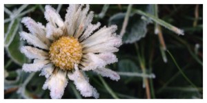 Frost, daisy, lawn, winter, France