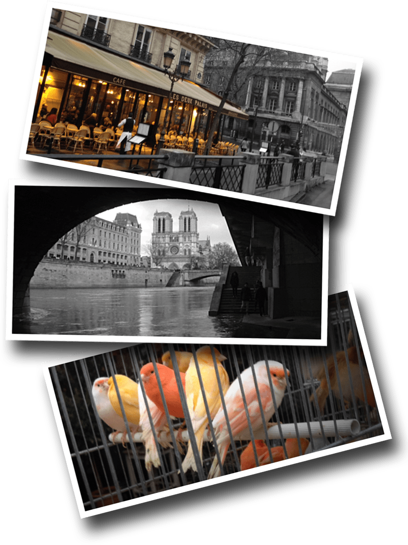Paris, Bird market, canary, Notre Dame, Les Deux Palais, café, café parisien
