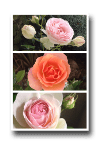 2016_06_11-roses