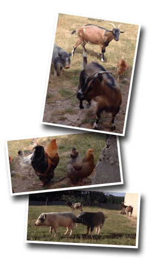 chickens, goats, pigs, poultry