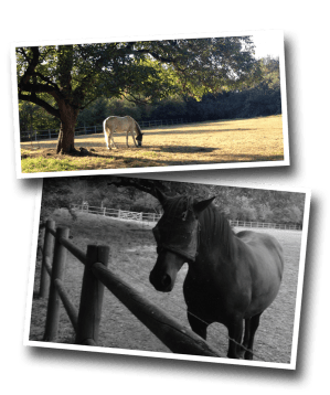 horses, corral, horse pasture