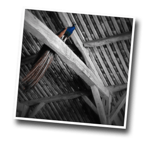 _peacock1-barn