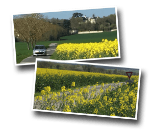 fields of rapeseed in Europe, castle in backdrop