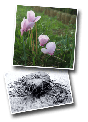 cyclamen, cyclamen tuber
