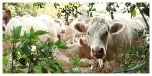 cows, herd, cattle, france,