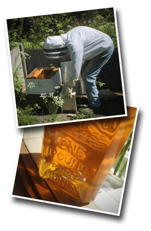beekeeping, honey, pure honey, wildflower honey, italian bees