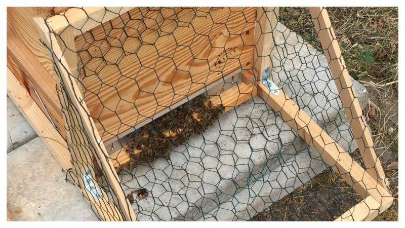 asian hornet, frelon asiatique