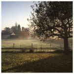 Backyards & Bent&nbsp;Nails
