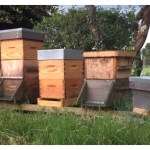 Everyday Miracle in the&nbsp;Bee-Yard