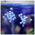 Besides Fresh Eggs…