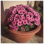 Mums, Pansies, Heather &&nbsp;Ivy