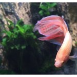 A New Fish & A Spring&nbsp;Chicken